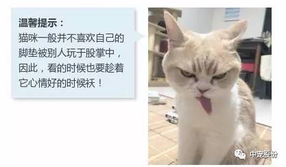 猫咪脚掌与猫砂，探究猫的生活习性与需求