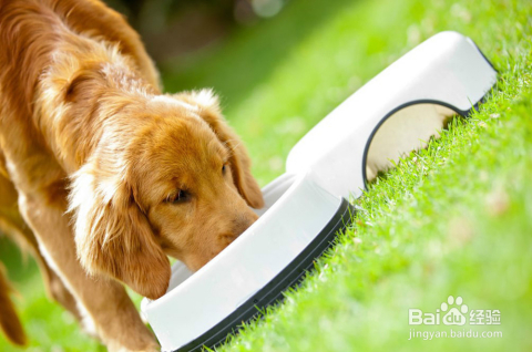 狗狗会有例假吗？犬类与女性生理周期的差异解读